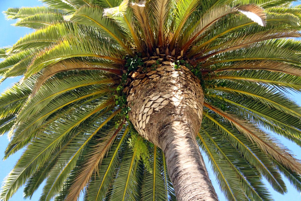 Palm Tree Trimming