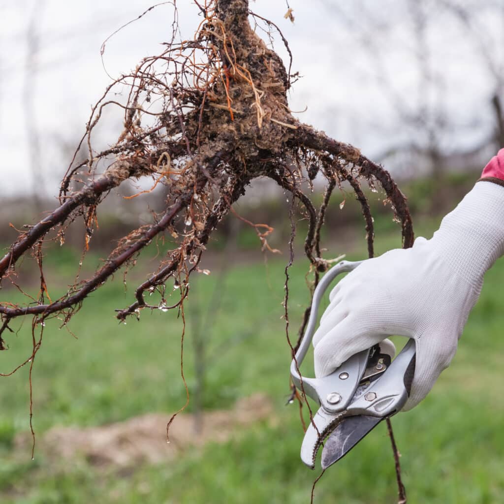 Tree Root Pruning.