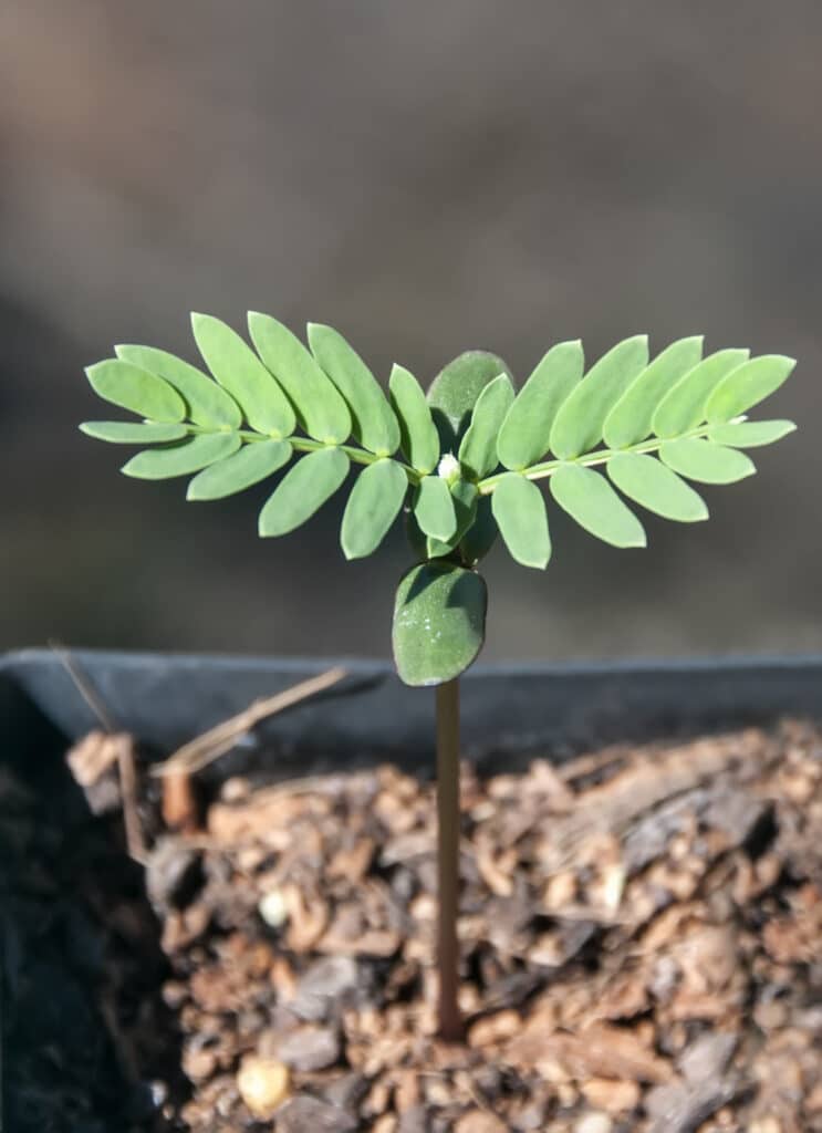 Koa (Acacia koa) tree planting.