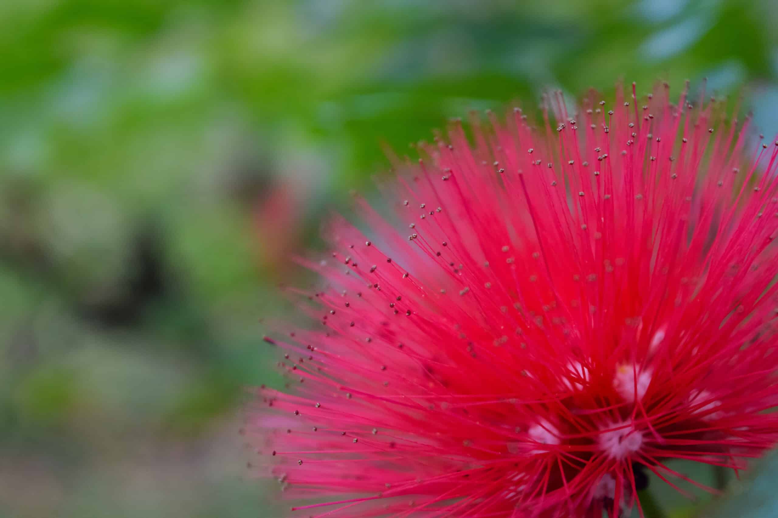 'Ohi'a Lehua blosssom.