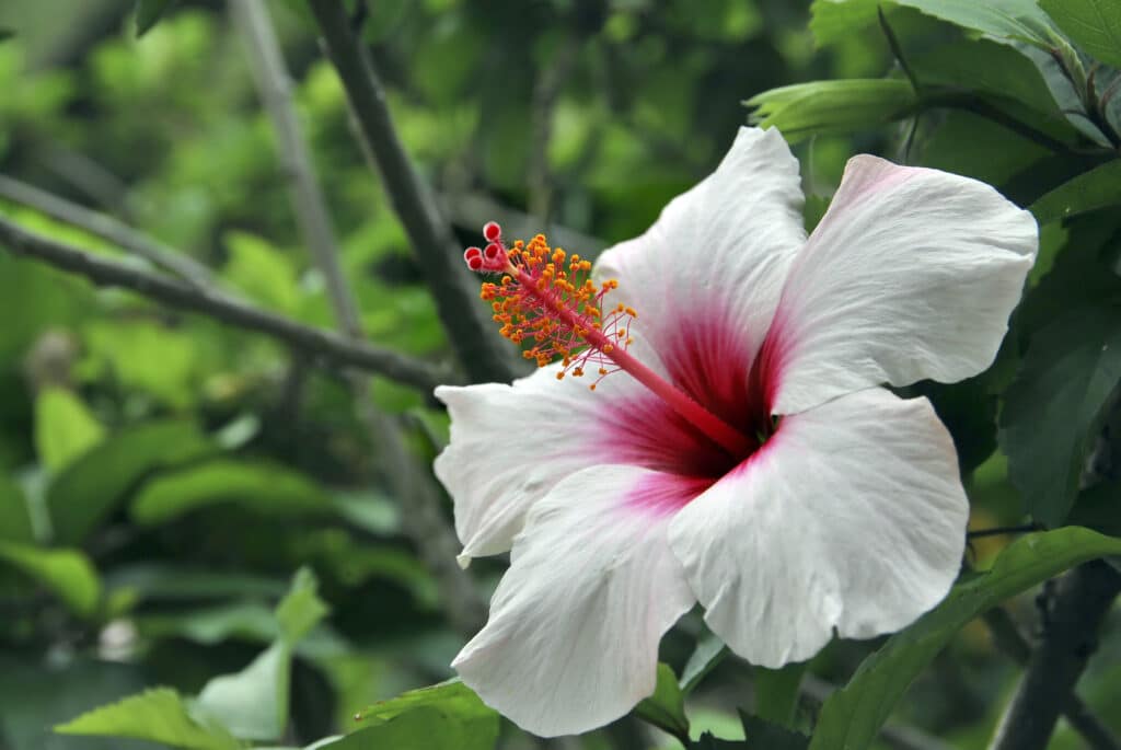 Koki'o ke'oke'o - Hibiscus arnottianus 