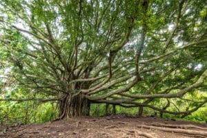 Indian Banyan