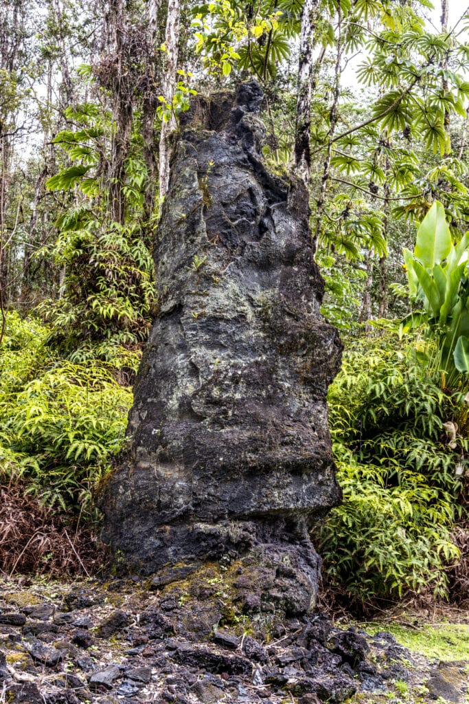 residential tree stump removal in oahu