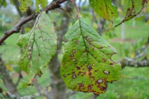 Tree Diseases