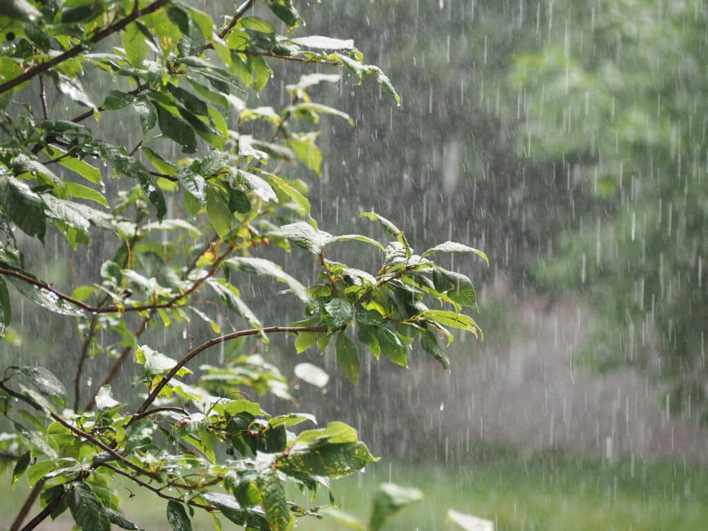 Tree Stress and How to Alleviate It During Honolulu’s Wet Season.